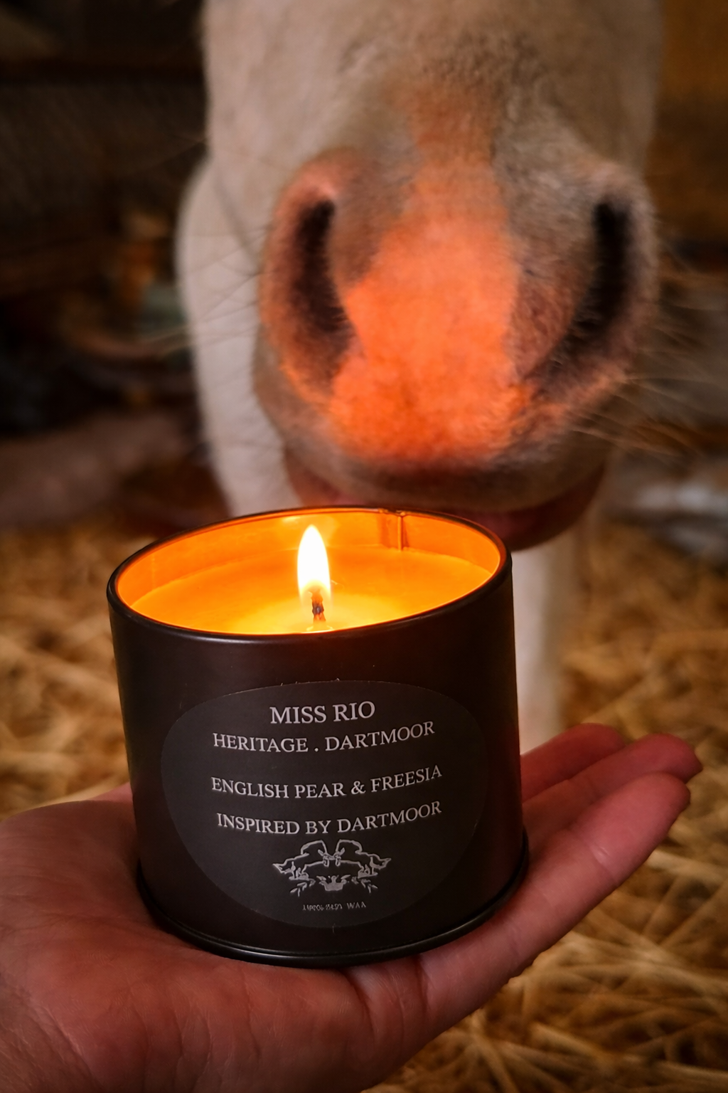 Hand holding a lit candle labeled 'Miss Rio' with a horse's nose close by.