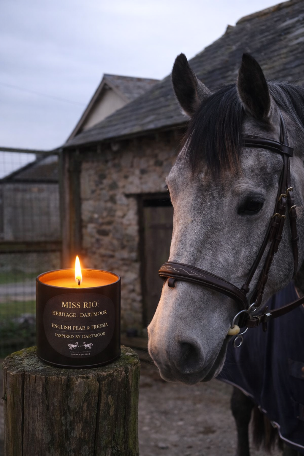 Grey horse looking at a lit miss Rio candle tin 