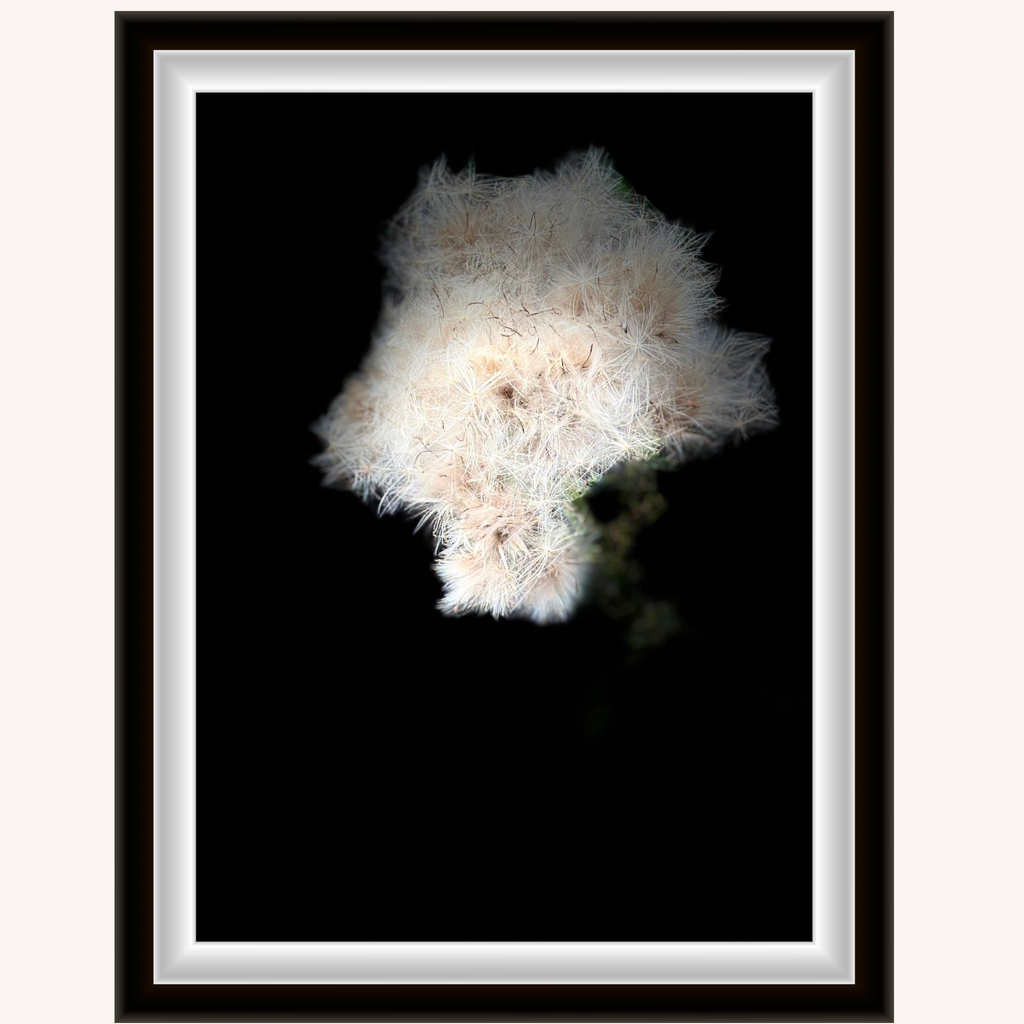 The Dandelion Clock — framed fine art print by Miss Rio. A glowing dandelion clock against pure black, in a black frame with white mount. Signed and numbered by the photographer. Part of The Dandelion Clock Gift Set.