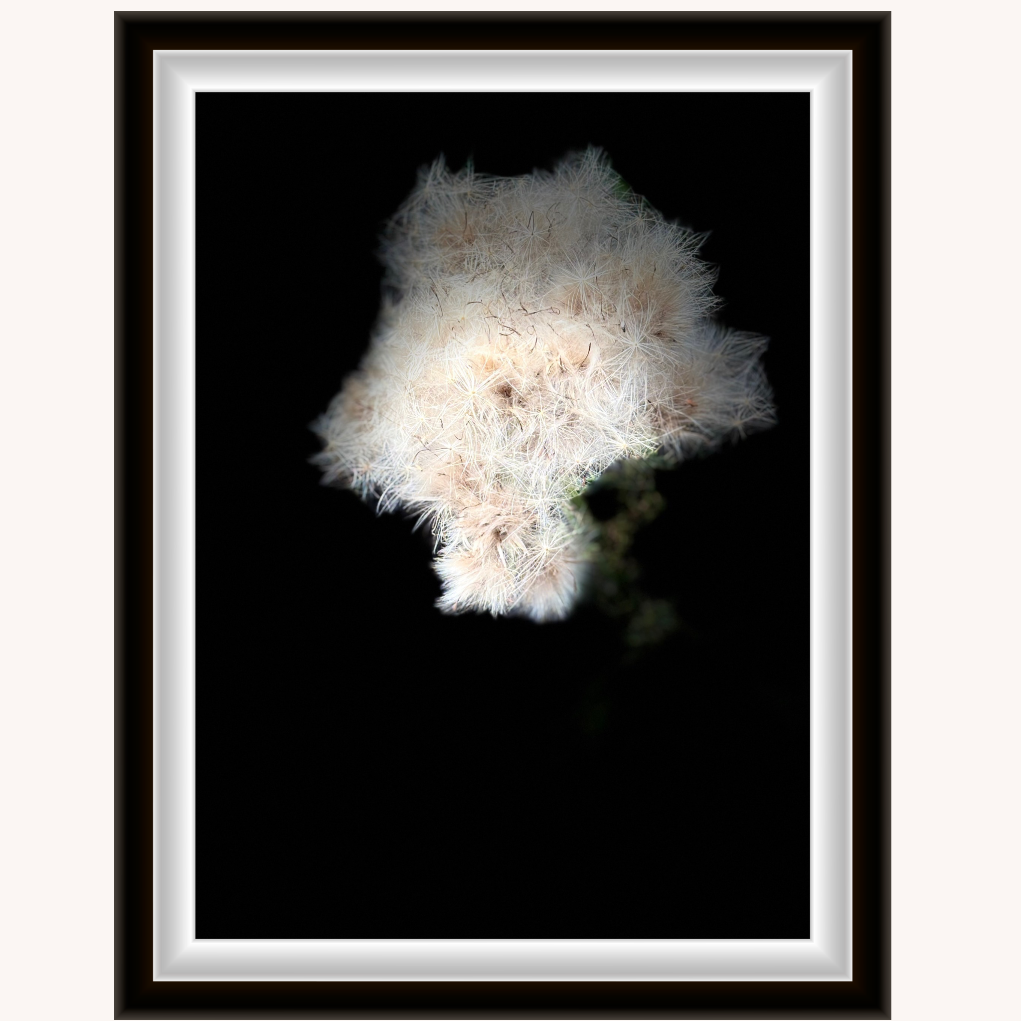 The Dandelion Clock — framed fine art print by Miss Rio. A glowing dandelion clock against pure black, in a black frame with white mount. Signed and numbered by the photographer. Part of The Dandelion Clock Gift Set.