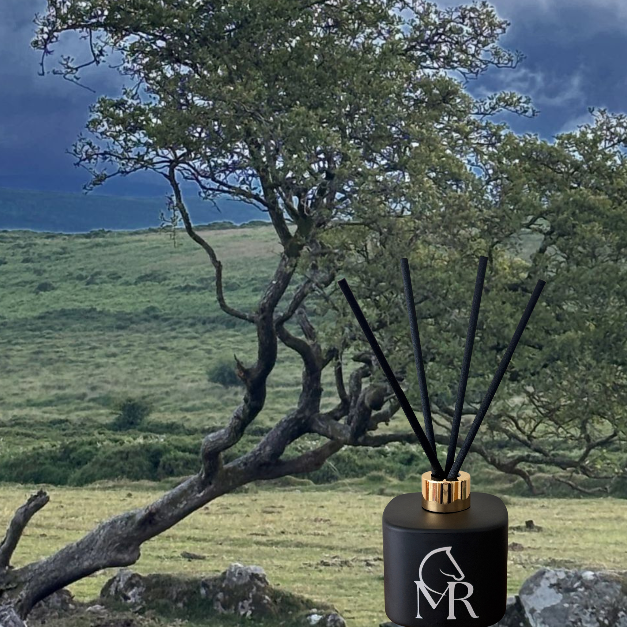 Miss Rio luxury reed diffuser in matte black with gold collar and black reeds, photographed on Dartmoor against ancient windswept trees and dramatic sky